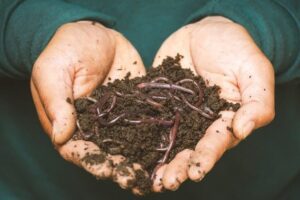 Ready DIY What Is Composting and Vermicomposting FeaturedIm min