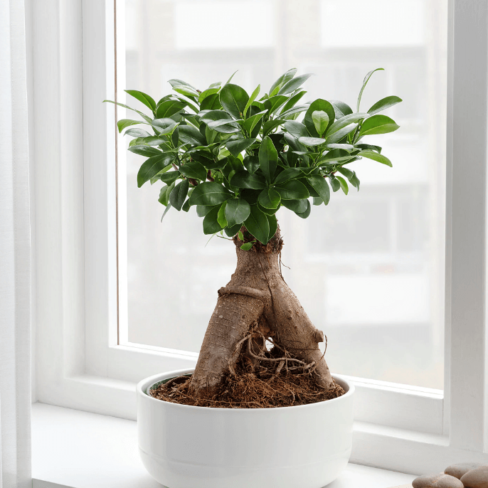 Ficus Bonsail rount pot plant