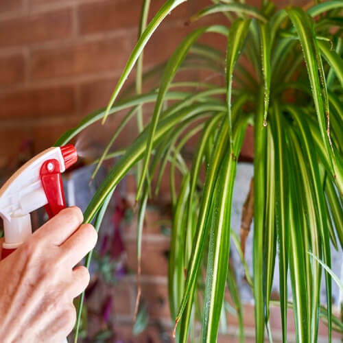 spider plant with round pot