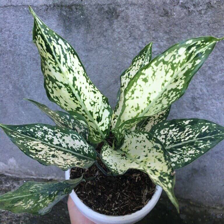 Aglaonema Snow White Plant