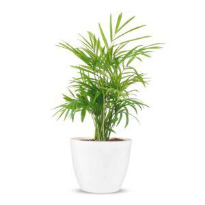 Air Purifying Areca Palm in White Round Fiber Pot (2)-min