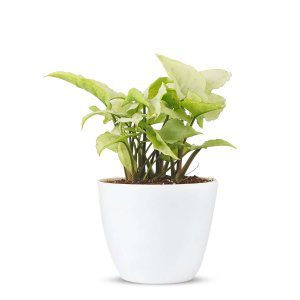 Air Purifying Syngonium White Butterfly in White Round Fibre Pot (1)-min