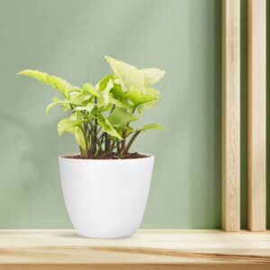 Air Purifying Syngonium White Butterfly in White Round Fibre Pot (4)-min