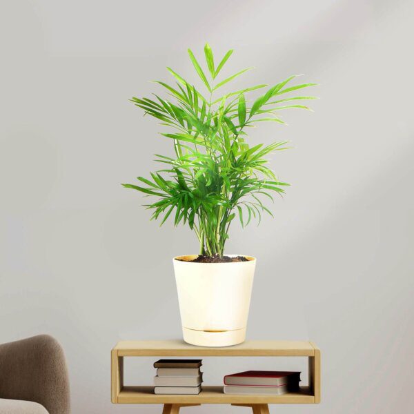 Areca Palm in White Self Watering Pot (4)-min