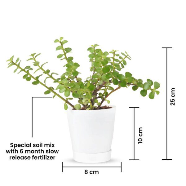 Good Luck Jade Plant in White Self Watering Pot (3)