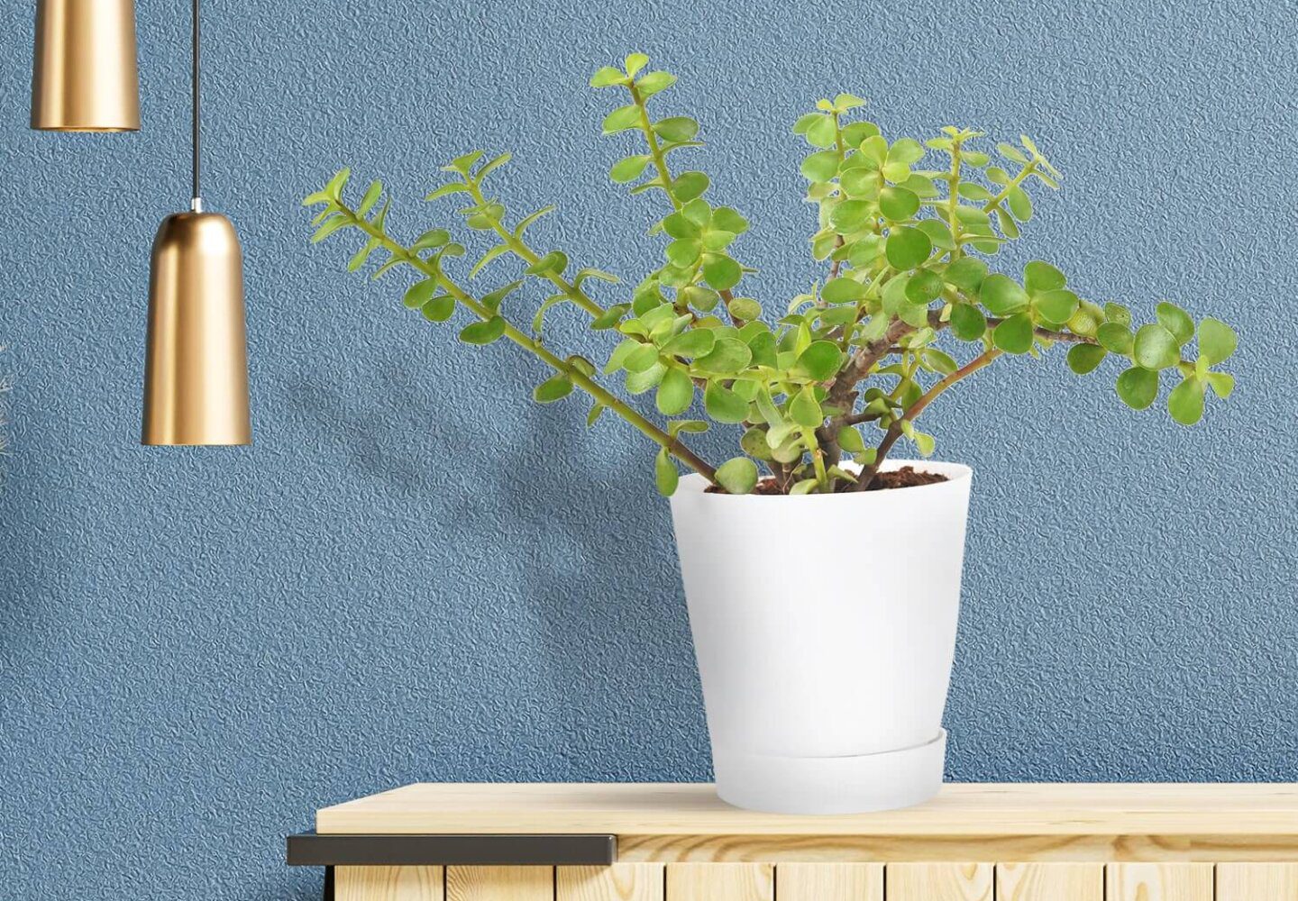 how to care for jade plant
