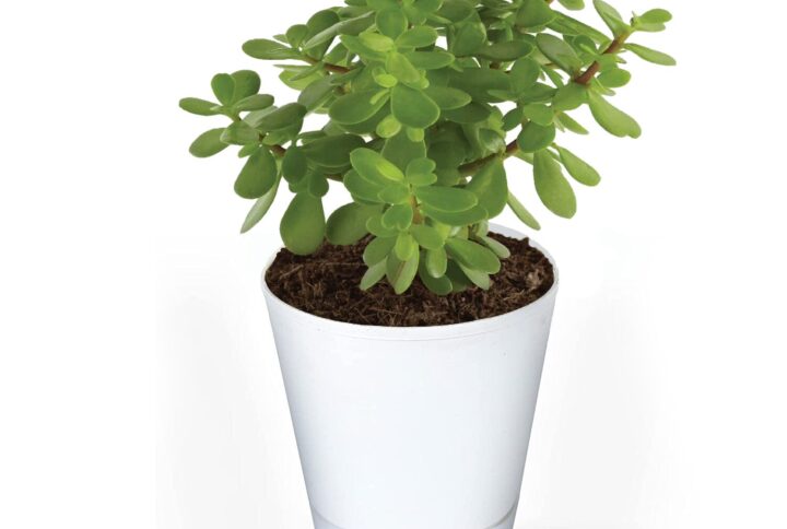 Jade Plant