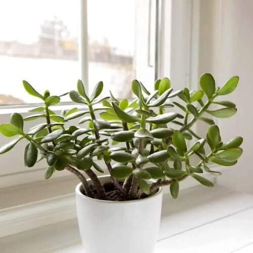 Light Jade min - Plant A Leaf