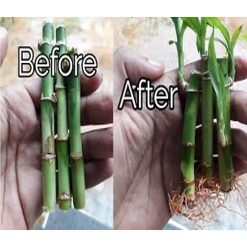 Lucky Bamboo Lotus Tiger Live Stick