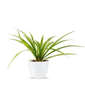 Spider Plant (Chlorophytum Comosum) With White Round Pot (1)-min