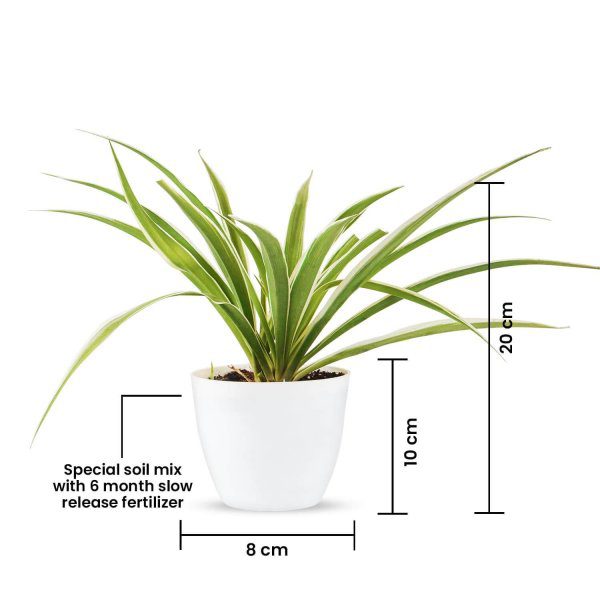 Spider Plant (Chlorophytum Comosum) With White Round Pot (3)-min
