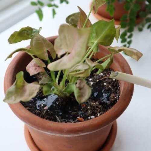 Buy Syngonium Plant