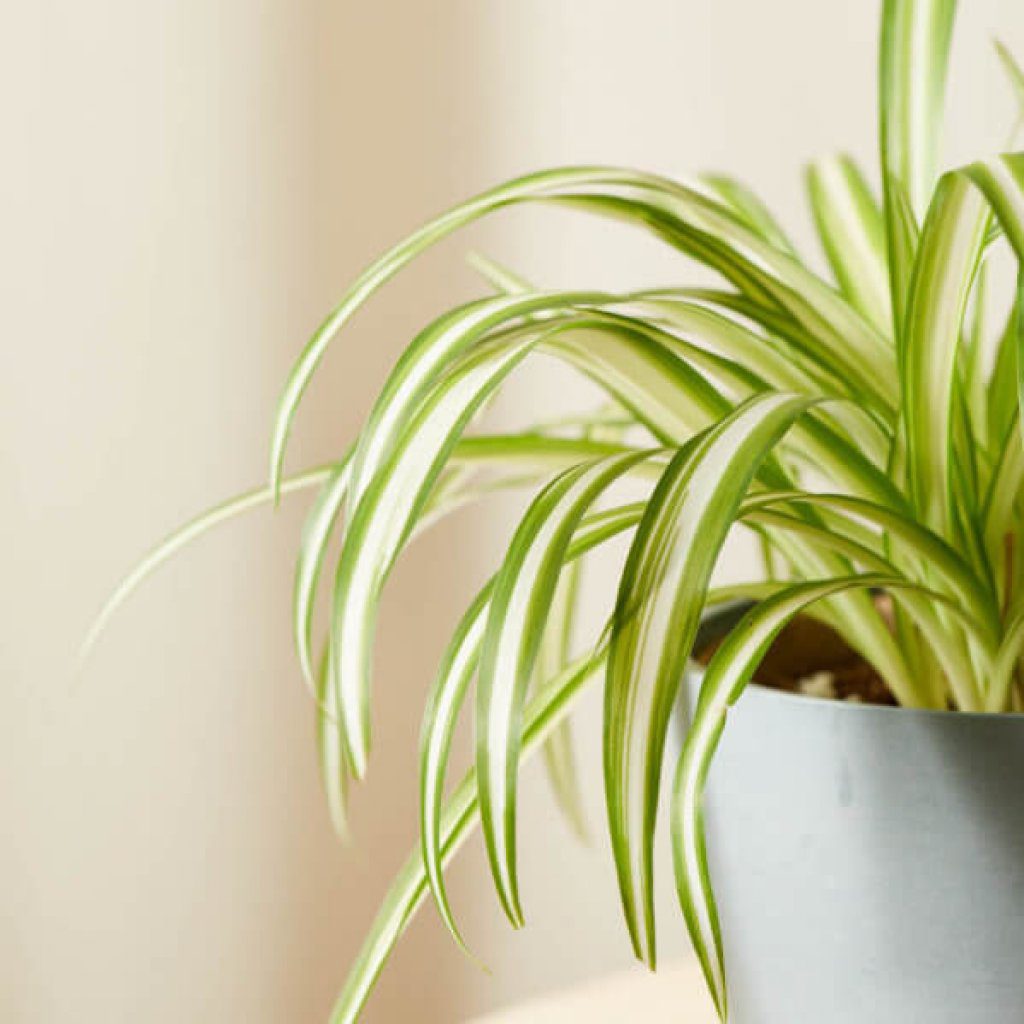 Spider Plant with pot