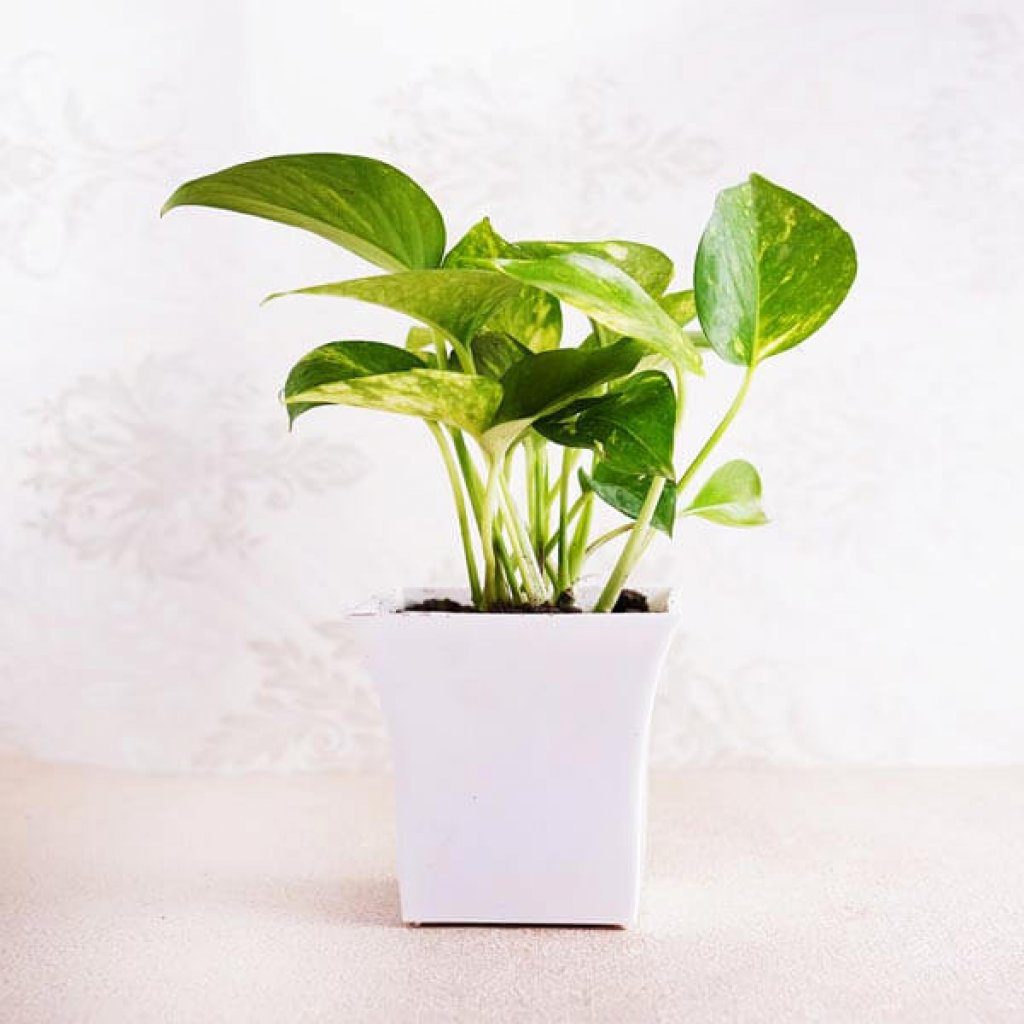 money plant in stunning pot 1