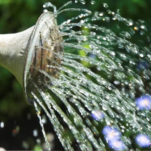 watering