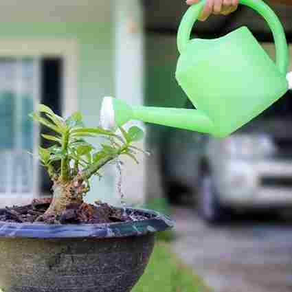 Adenium Bonsai Self Watering 1 7 11zon