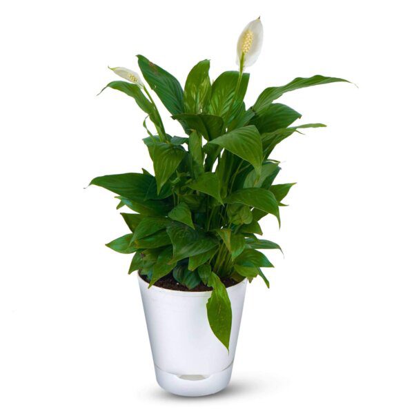 Air Purifying Peace Lilly – Spathiphyllum (1)