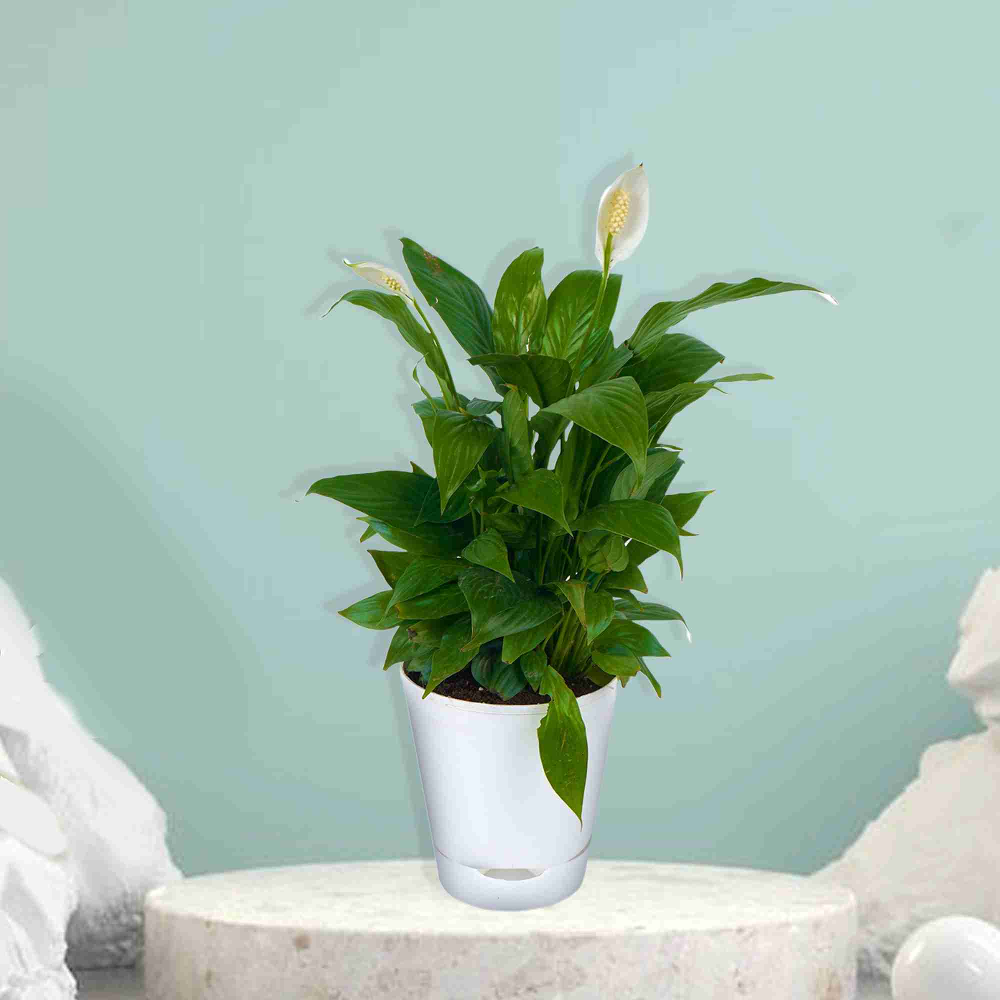 Air Purifying Peace Lilly – Spathiphyllum 1_11zon
