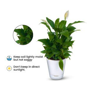Air Purifying Peace Lilly – Spathiphyllum (2)