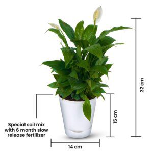 Air Purifying Peace Lilly – Spathiphyllum (3)
