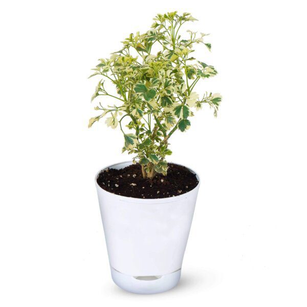 Aralia Variegated White Plant