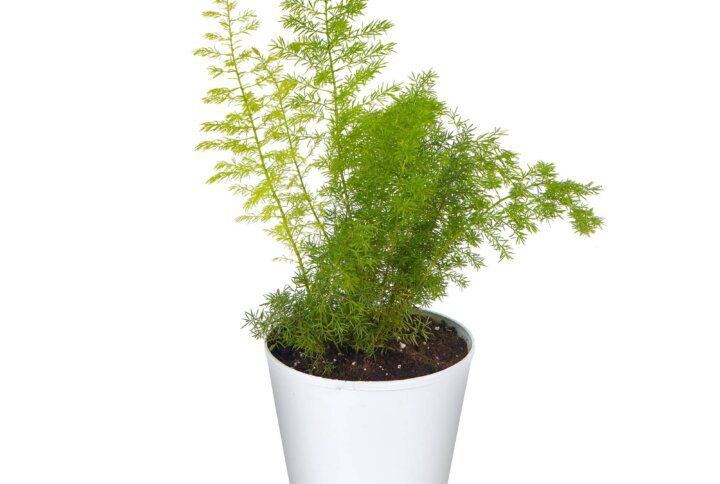 Asparagus Meyeri Plant