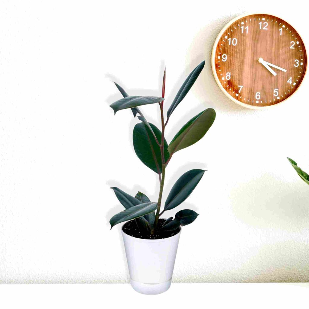 Rubber Plant – Ficus Elastica