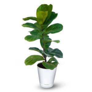 Ficus Lyrata – Fiddle Leaf Fig Plant (1)