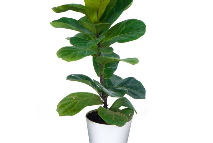 Ficus Lyrata Fiddle Leaf Fig Plant