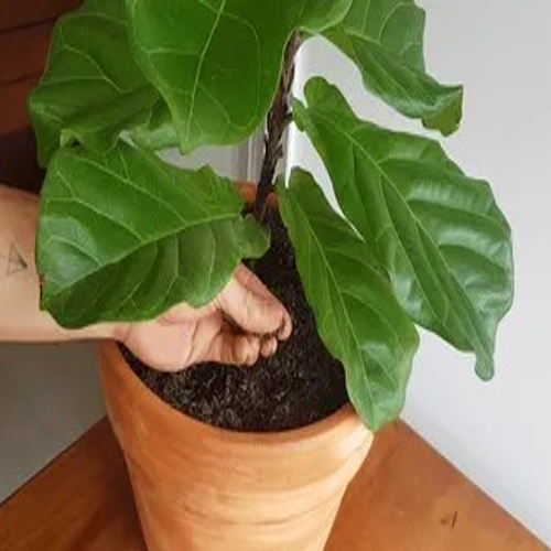 Ficus Lyrata Fiddle Leaf Fig Plant 2 1