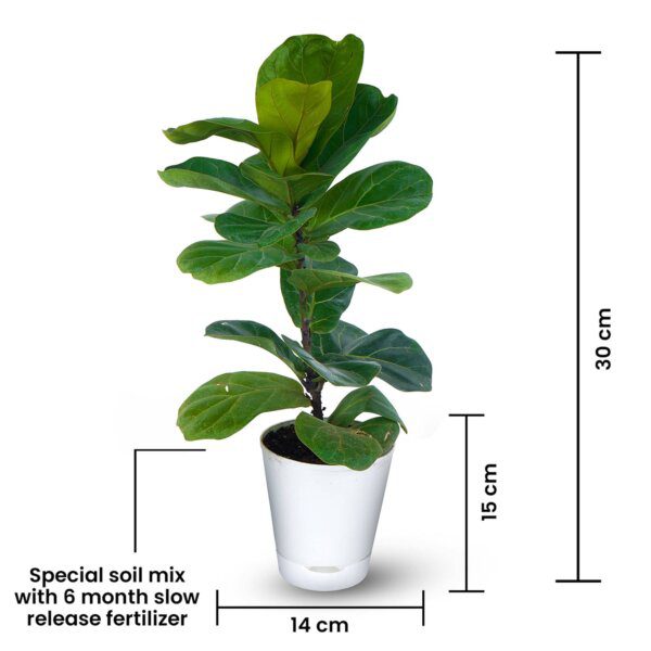 Ficus Lyrata – Fiddle Leaf Fig Plant (3)