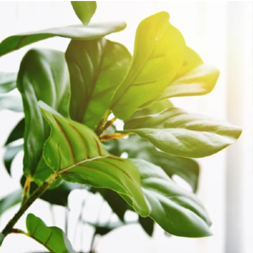 Ficus Lyrata Fiddle Leaf Fig Plant