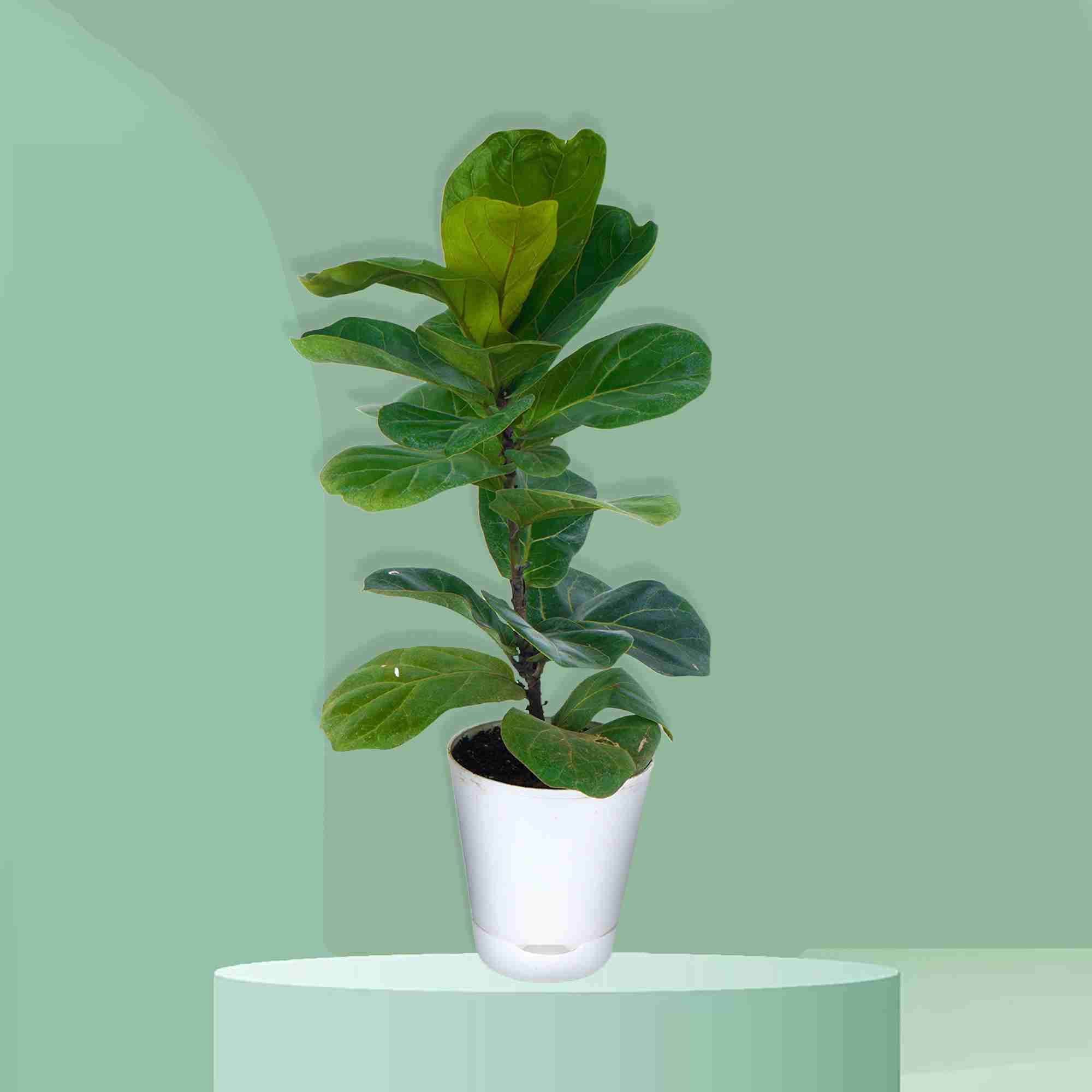 Ficus Lyrata – Fiddle Leaf Fig Plant_11zon