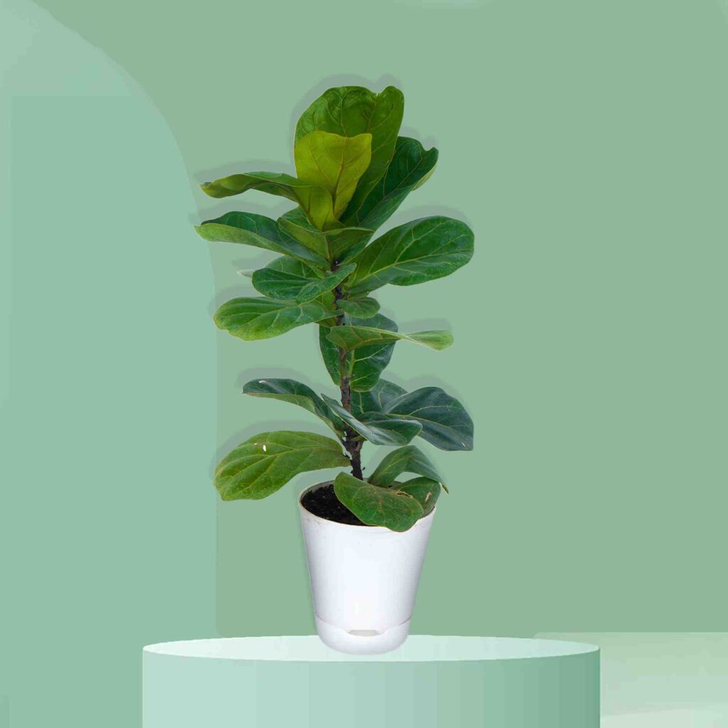 Ficus Lyrata Fiddle Leaf Fig Plant 11zon