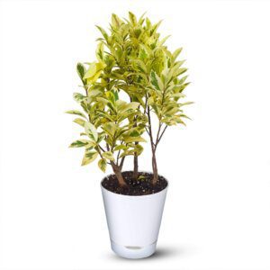 Ficus Prestige Plant
