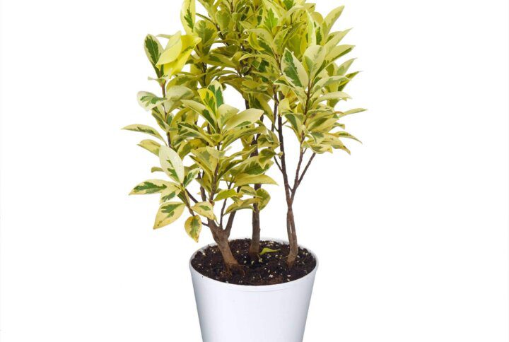 Ficus Prestige Plant