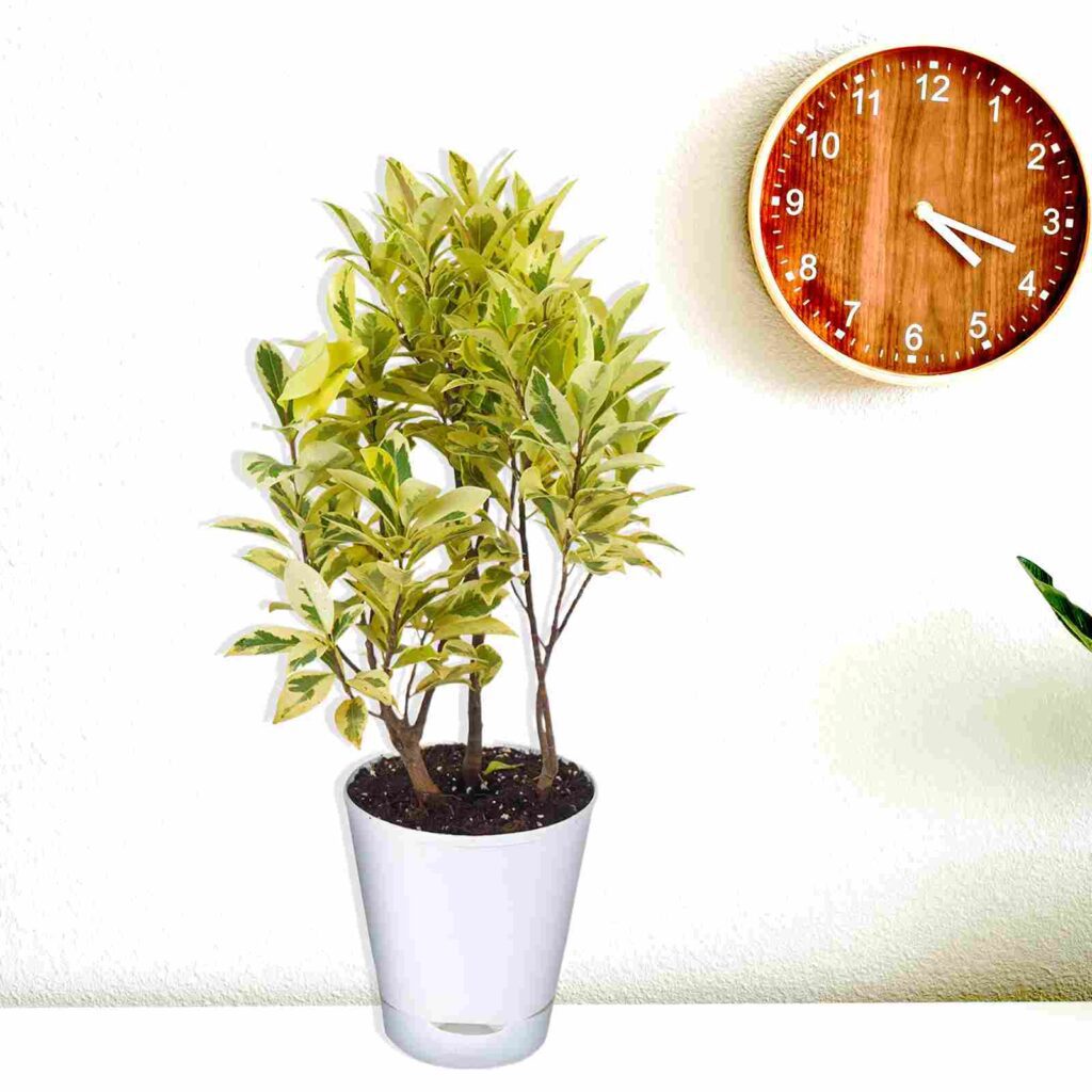 Ficus Prestige 11zon