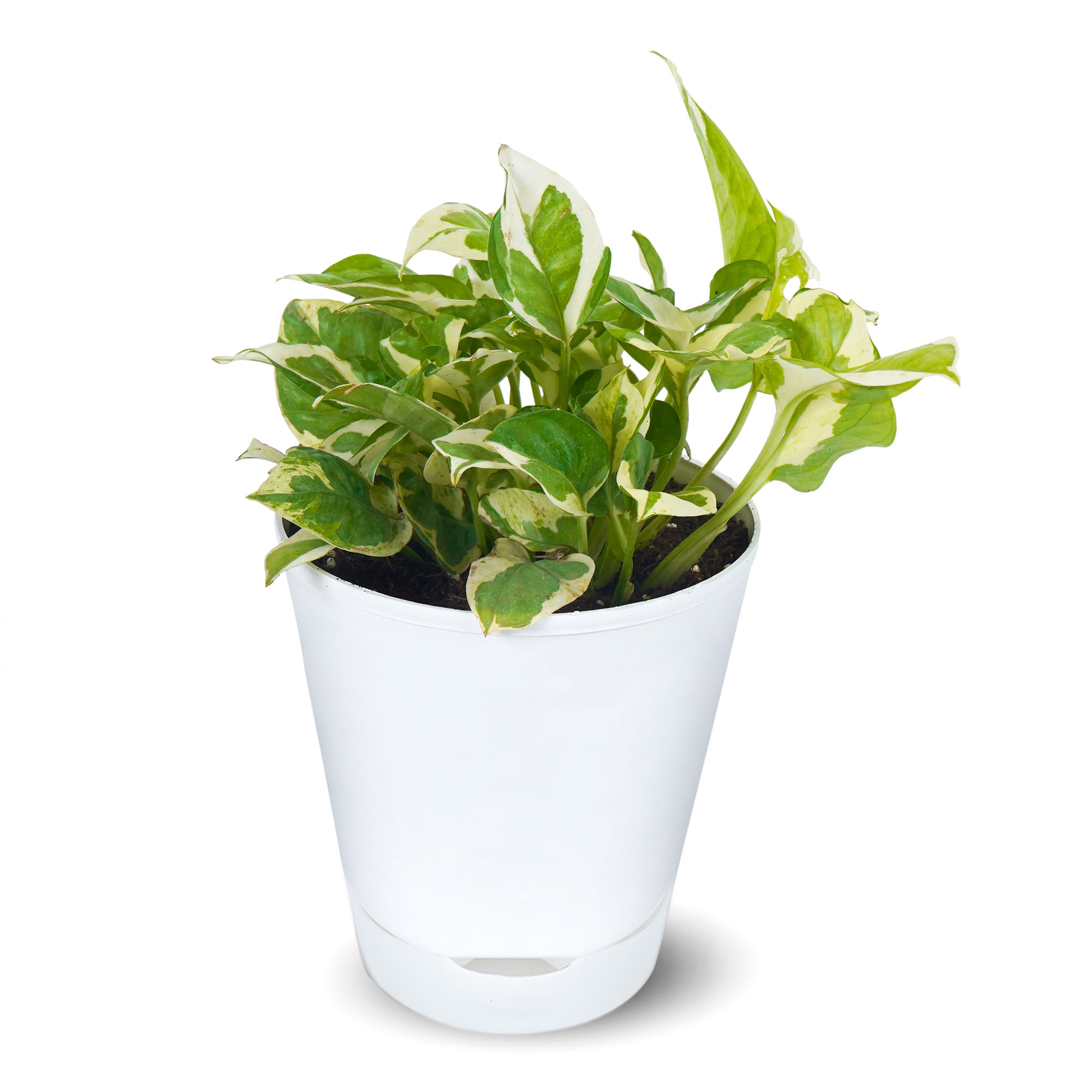 Money Plant NJoy Epipremnum Aureum Marble Prince 1 1