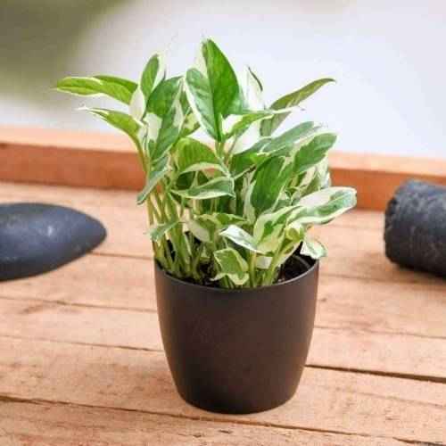 Money Plant NJoy Epipremnum Aureum Marble Prince 1 1 11zon