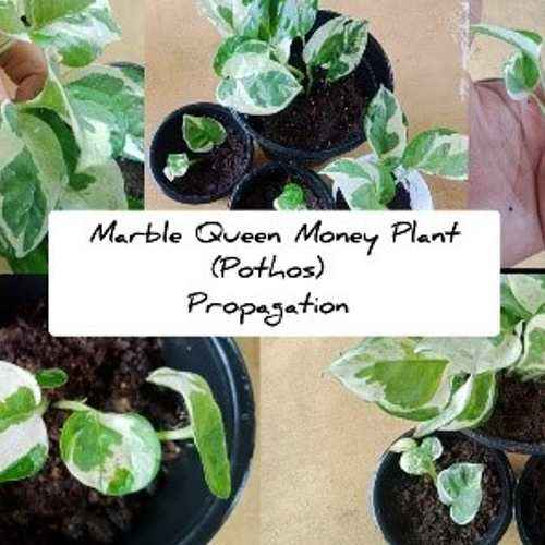 Money Plant NJoy Epipremnum Aureum Marble Prince 5 5 11zon