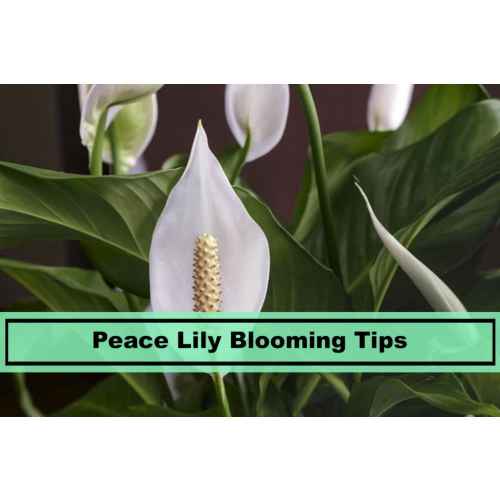 Peace Lily Plant 3