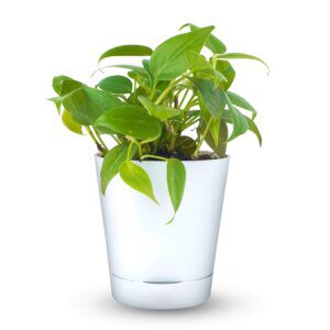 Philodendron Oxycardium Green (1)