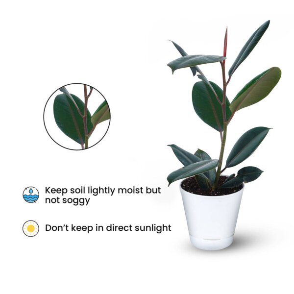 Rubber Plant – Ficus Elastica (2)