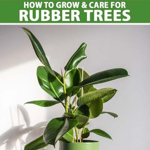 Rubber Plant Ficus Elastica 5