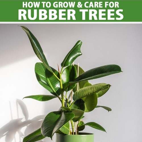 Rubber Plant with Self Watering Pot | Buy Rubber Plant Online ₹379.00 ...