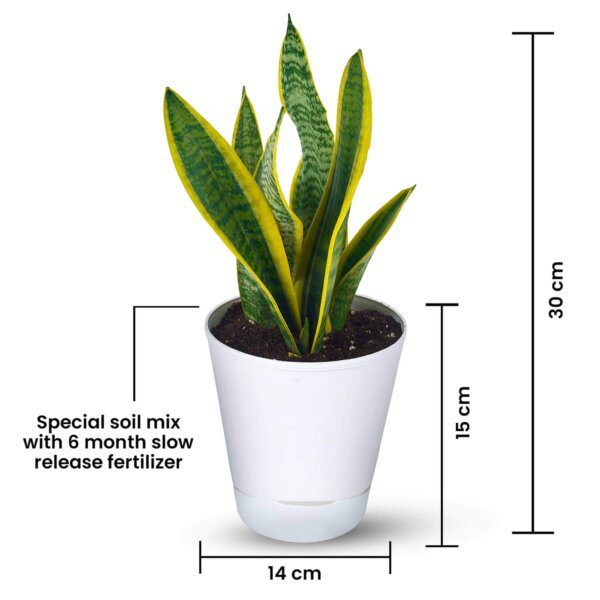 Snake Plant Variegated – Sansevieria (3)