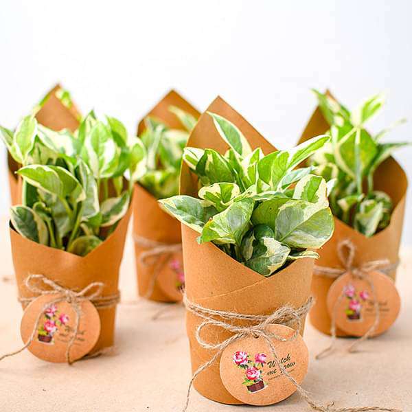 nurserylive bulk gifts money plant marble prince in paper wrap gift pack 16969031843980