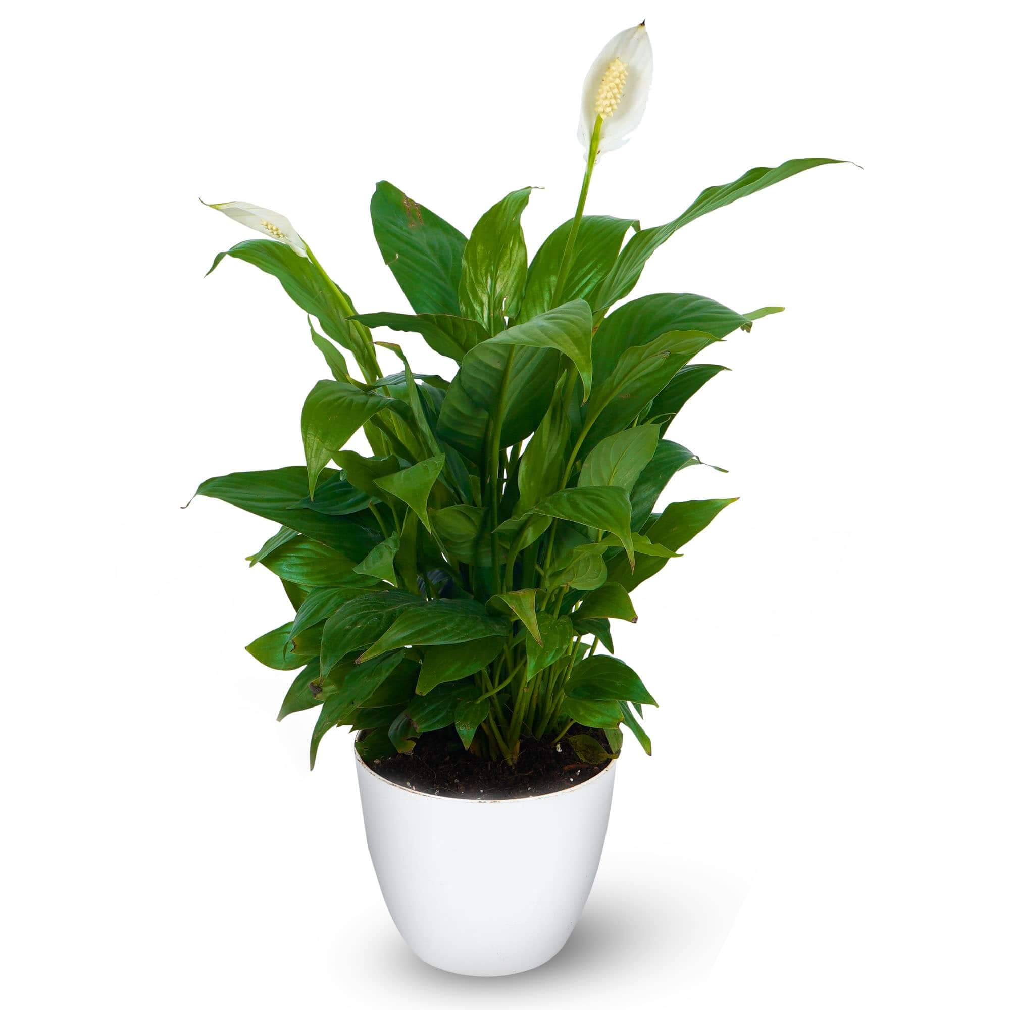 Air Purifying Peace Lilly Spathiphyllum Round Pot 1 min