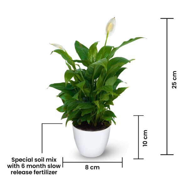 Air Purifying Peace Lilly – Spathiphyllum – Round Pot (3)-min