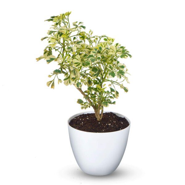 Aralia Variegated White Plant